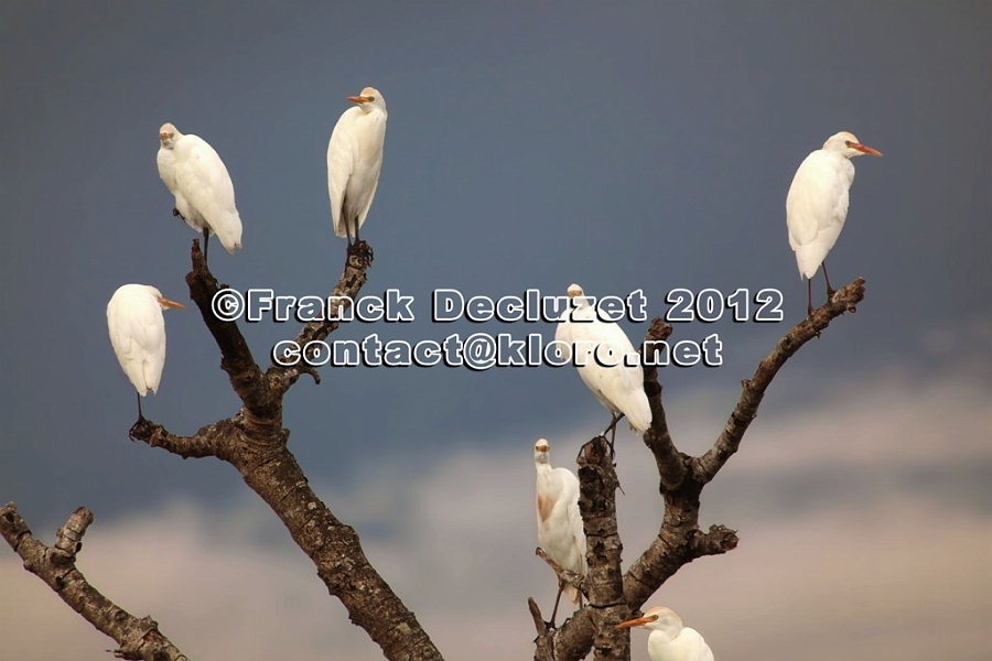 H2RON SUR BRANCHE 800 MM